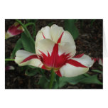 Red and White Tulip cards