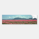 Red And White Tulip Field flowers Bumper Stickers