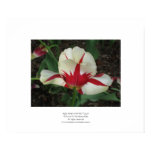 Red and White Tulip posters