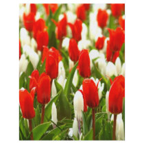 Red and White Tulips flyers
