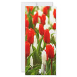 red, white, tulips