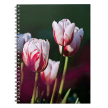 Red And White Tulips Spiral Note Book