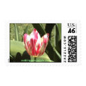 Red and white Zomerschoon tulip in bloom postage