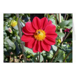 Red and Yellow dahlia photo Cards Red and Yellow dahlia photo Cards