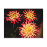 Red and Yellow Dahlia Postcard