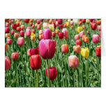 Red and Yellow Field of Tulips Greeting Card