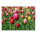 Red and Yellow Field of Tulips cards