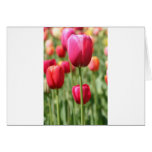 Red and Yellow Field of Tulips Card