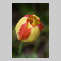 Red And Yellow Flower Print posters