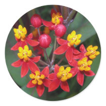 Red and yellow flower sticker (buttterfly weed) by bkang22 Red and yellow flower sticker (buttterfly weed)