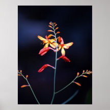 Red and yellow flowers on delicate green stalk posters