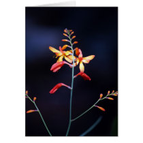 Red and yellow flowers on delicate stem cards