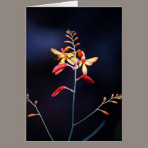 Red and yellow flowers on delicate stem cards by jeffwqc Red and yellow flowers on delicate stem cards