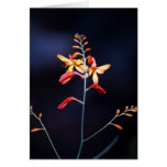 Red and yellow flowers on delicate stem cards