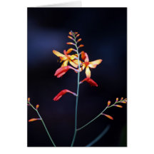 Red and yellow flowers on delicate stem greeting cards