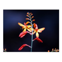 Red and yellow flowers on delicate stem postcard