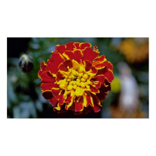 Red And Yellow Marigold flowers Business Card Templates (back side)