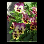 Red and Yellow Pansies 2013 Postcard postcards