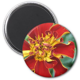 Red and Yellow Refrigerator Magnets