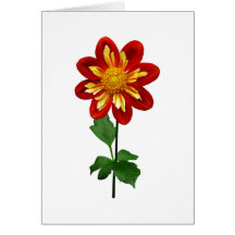 Red and Yellow Single Dahlia Greeting Card