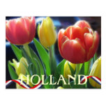 Red and Yellow Spring Tulips Holland Postcard