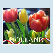 Red and Yellow Spring Tulips Holland Postcard postcards