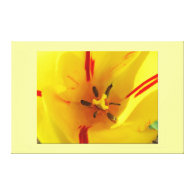 red and yellow tulip flower macro picture canvas prints