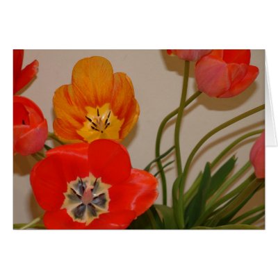 red and yellow tulips card by peterspooner