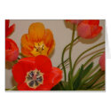 red and yellow tulips cards by peterspooner red and yellow tulips cards