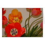 tulips, flowers, spring, red, yellow