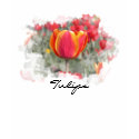 Red and Yellow Tulips shirt