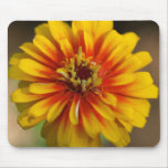 Red and Yellow Zinnia Mousepad mousepads