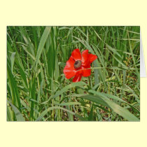 Red Anemone blooming In a green field cards
