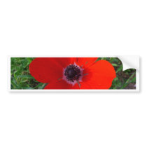 Red anemone bumper sticker