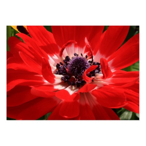 Red Anemone Business Card (back side)