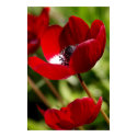 Red Anemone Flower posters