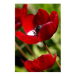 flowers, red flower, anemone, spring, spring