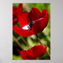 Red Anemone Flower Print