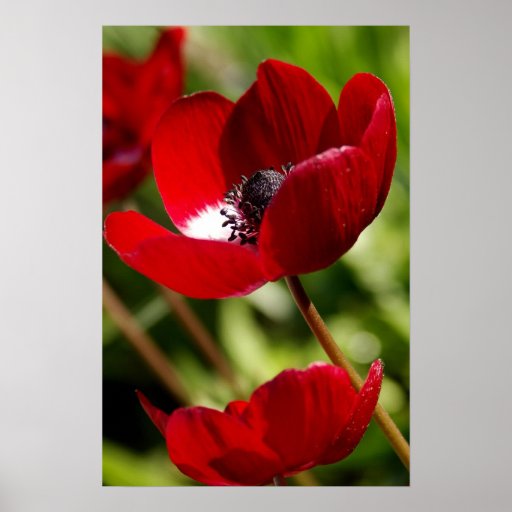 Red Anemone Flower Print