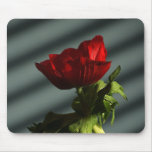 red, anemone, flower, floral, flora, petal, stem,