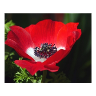 Red Anemone