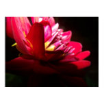 red, anemone, night, garden, flower