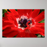 Red Anemone Print