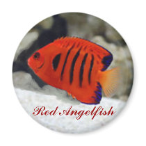 Red Angelfish Sticker Fridge Magnet