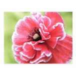 Red Angel's Choir Poppy Postcard
