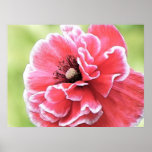 Red Angel's Choir Poppy Print