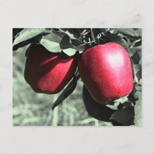 Red Apples Black White Postcard postcard