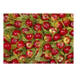 Red apples on cupressus leaves Photo Invitation