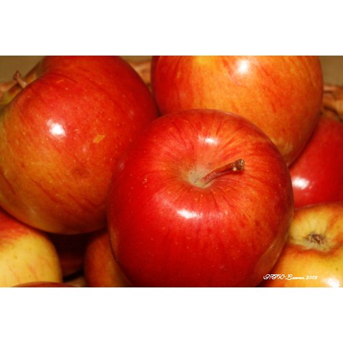 Red Apples print