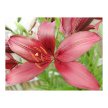 Red Asiatic Lily Flower Poster Print posters